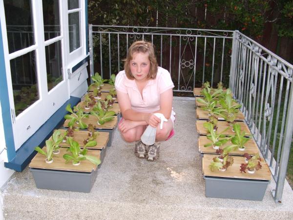 Hydroponics project 2008